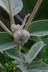 Wooly croton